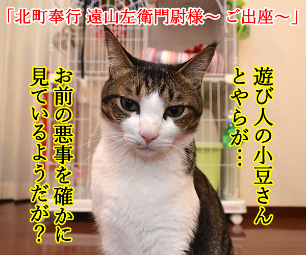 遠山のあずきさん　其の一　猫の写真で４コマ漫画　１コマ目ッ