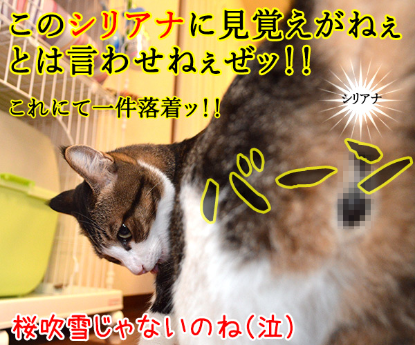 遠山のあずきさん　其の一　猫の写真で４コマ漫画　４コマ目ッ