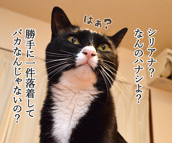 遠山のあずきさん　其の二　猫の写真で４コマ漫画　１コマ目ッ