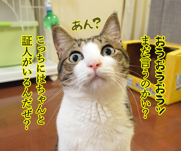 遠山のあずきさん　其の二　猫の写真で４コマ漫画　２コマ目ッ