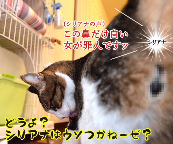 遠山のあずきさん　其の二　猫の写真で４コマ漫画　３コマ目ッ