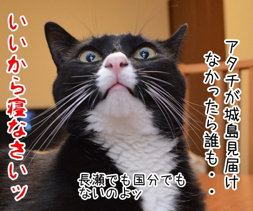 見届けなくちゃ　猫の写真で４コマ漫画　４コマ目ッ