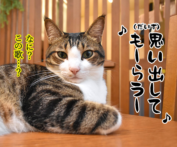 曲名は「思い出のアルバム」　猫の写真で４コマ漫画　２コマ目ッ