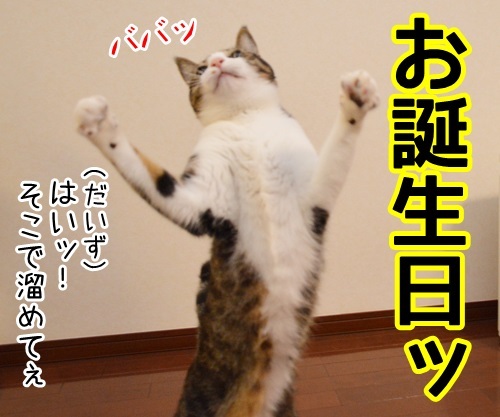 お祝いしますッ　猫の写真で４コマ漫画　２コマ目ッ