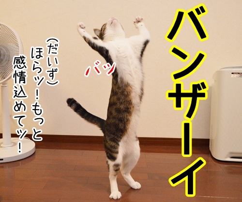 お祝いしますッ　猫の写真で４コマ漫画　１コマ目ッ