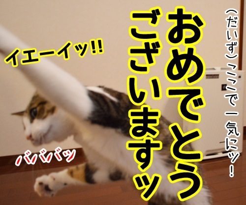 お祝いしますッ　猫の写真で４コマ漫画　３コマ目ッ