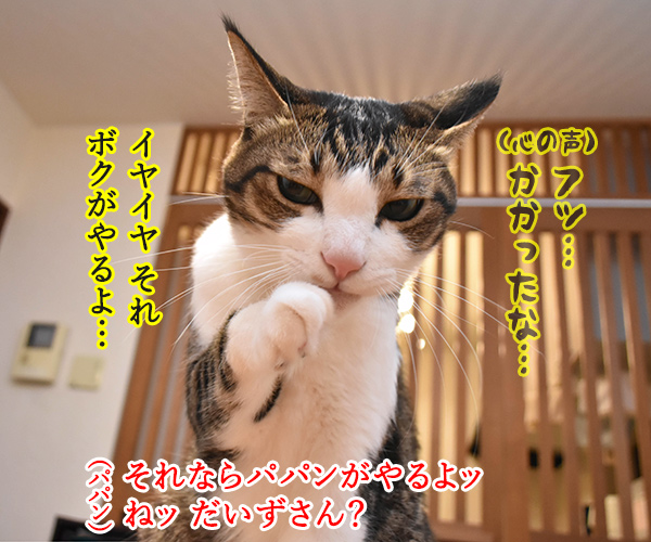 どうぞどうぞ　其の三　猫の写真で４コマ漫画　３コマ目ッ