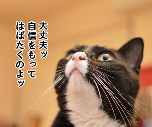 ４日後に　其の一　猫の写真で４コマ漫画　２コマ目ッ