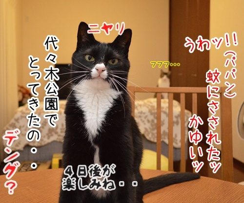 ４日後に　其の一　猫の写真で４コマ漫画　４コマ目ッ