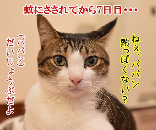 ４日後に　其の二　猫の写真で４コマ漫画　２コマ目ッ