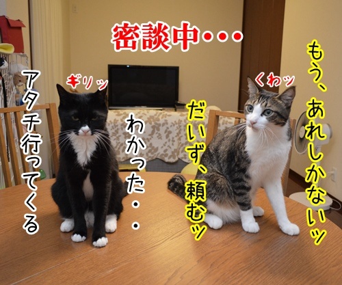 ４日後に　其の二　猫の写真で４コマ漫画　３コマ目ッ