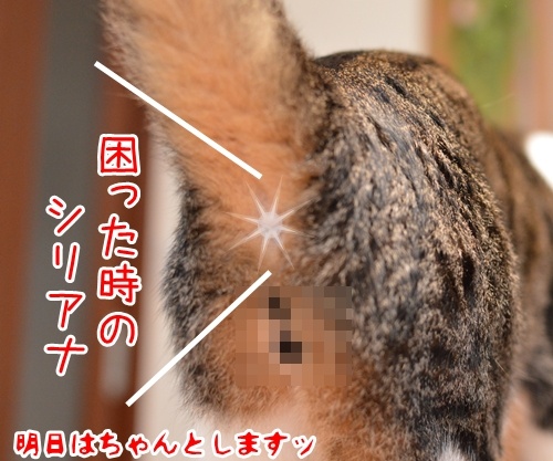 ごめんなさいねー　猫の写真で４コマ漫画　４コマ目ッ