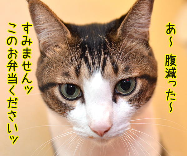 アルバイト初日（だいず篇）　其の二　猫の写真で４コマ漫画　２コマ目ッ