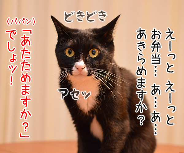 アルバイト初日（だいず篇）　其の二　猫の写真で４コマ漫画　３コマ目ッ