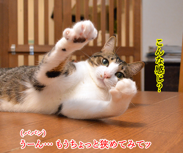 ひまだったので　猫の写真で４コマ漫画　２コマ目ッ