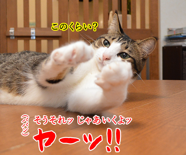 ひまだったので　猫の写真で４コマ漫画　３コマ目ッ