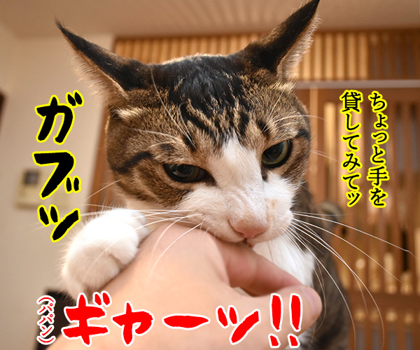 ひまだったので　猫の写真で４コマ漫画　５コマ目ッ