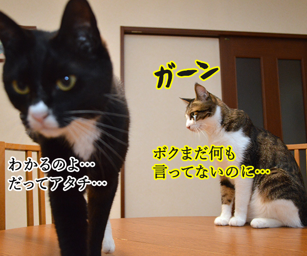 女王様のお気に入り　其の二　猫の写真で４コマ漫画　４コマ目ッ