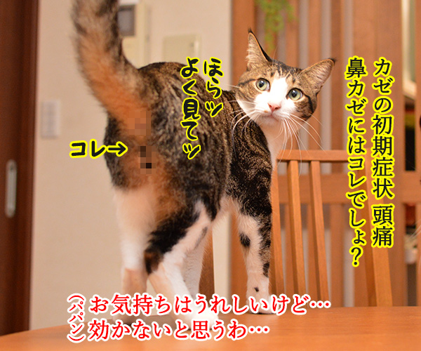 カゼかしら　其の一　猫の写真で４コマ漫画　２コマ目ッ