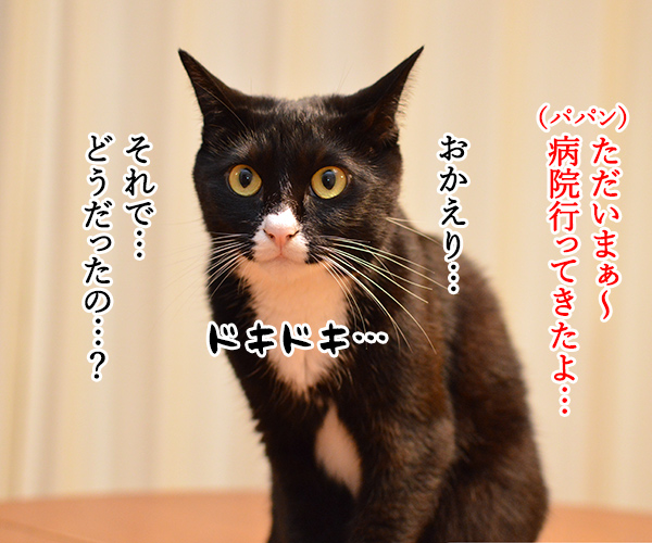 カゼかしら　其の二　猫の写真で４コマ漫画　１コマ目ッ