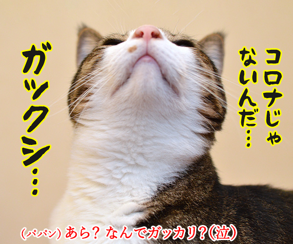 カゼかしら　其の二　猫の写真で４コマ漫画　３コマ目ッ