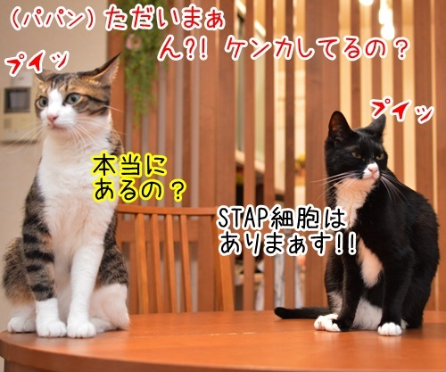 ただいまぁ　其の一　猫の写真で４コマ漫画　１コマ目ッ