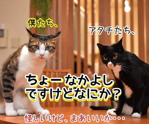 ただいまぁ　其の一　猫の写真で４コマ漫画　４コマ目ッ