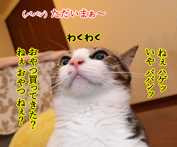 ただいまぁ　其の二　猫の写真で４コマ漫画　１コマ目ッ