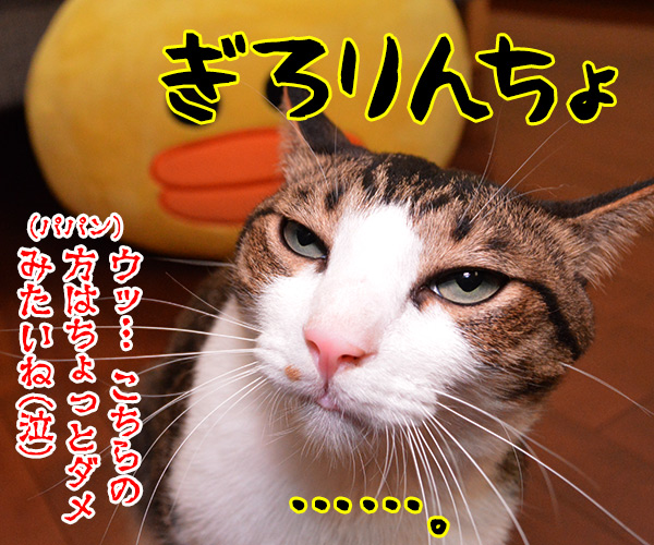 ただいまぁ　其の二　猫の写真で４コマ漫画　４コマ目ッ