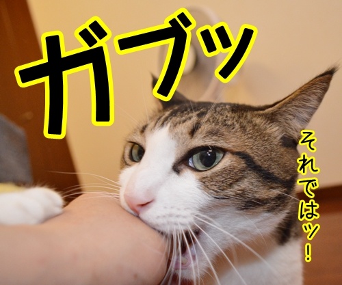 ガブリエル　其の四　猫の写真で４コマ漫画　２コマ目ッ