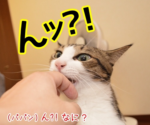 ガブリエル　其の四　猫の写真で４コマ漫画　３コマ目ッ