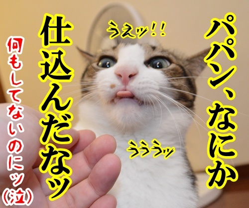 ガブリエル　其の四　猫の写真で４コマ漫画　４コマ目ッ