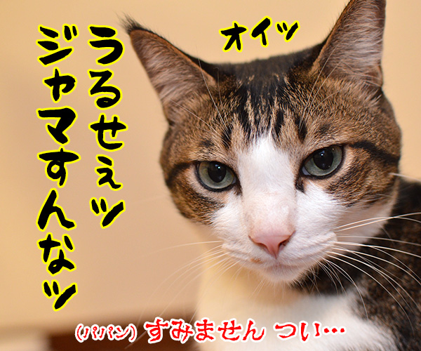 よん　猫の写真で４コマ漫画　４コマ目ッ