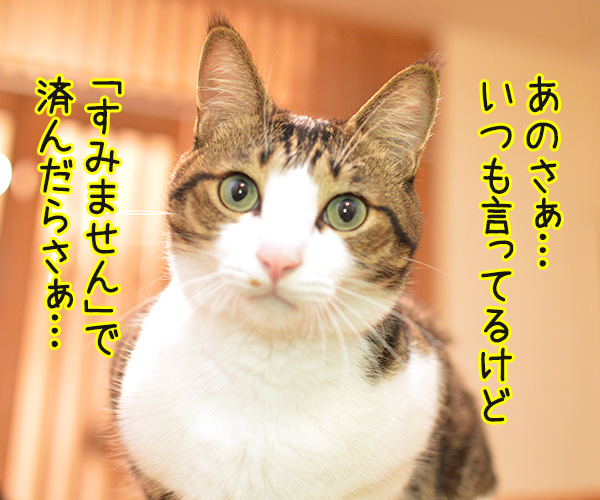 パパンのもうひとつのお仕事　猫の写真で４コマ漫画　２コマ目ッ