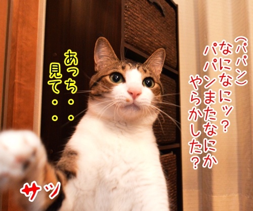 ただいまぁ～　其の三　猫の写真で４コマ漫画　２コマ目ッ