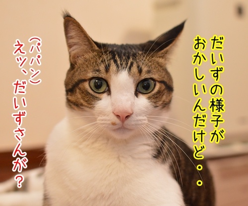 だいずさんの様子が…　猫の写真で４コマ漫画　１コマ目ッ