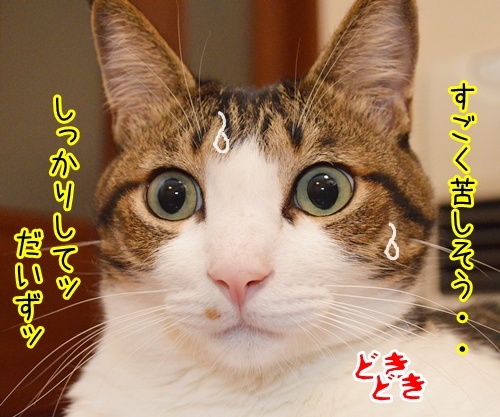 だいずさんの様子が…　猫の写真で４コマ漫画　３コマ目ッ