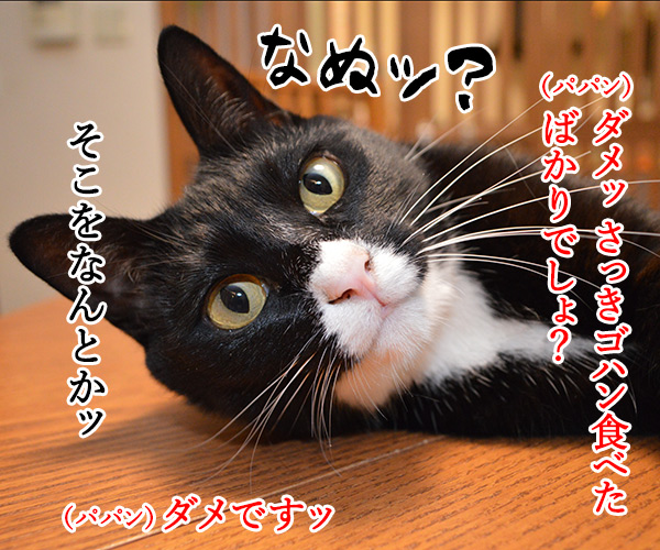 オヤツちょーだいッ　猫の写真で４コマ漫画　２コマ目ッ