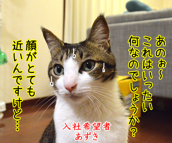 最終面接は…　猫の写真で４コマ漫画　２コマ目ッ