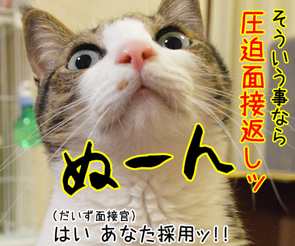 最終面接は…　猫の写真で４コマ漫画　４コマ目ッ