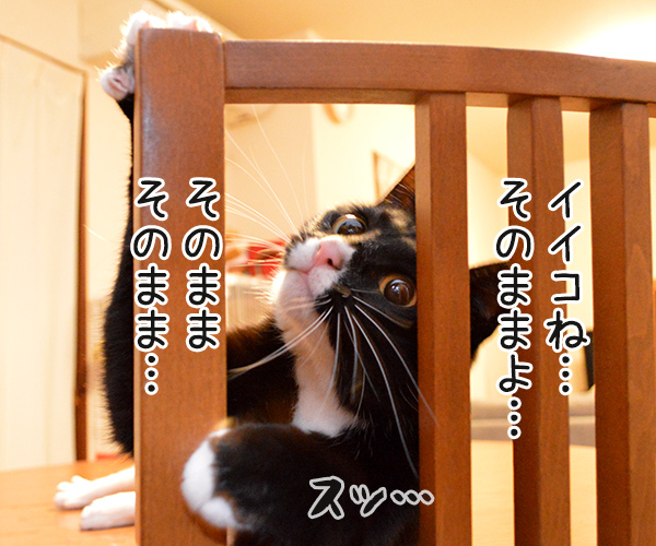 ちょっと来てッ　猫の写真で４コマ漫画　２コマ目ッ