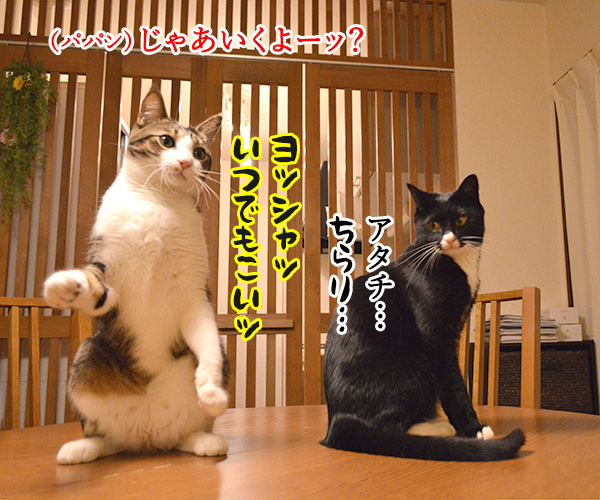 ねこじゃらしで遊びませんこと～？　猫の写真で４コマ漫画　２コマ目ッ