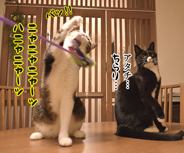 ねこじゃらしで遊びませんこと～？　猫の写真で４コマ漫画　３コマ目ッ