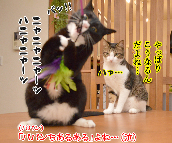 ねこじゃらしで遊びませんこと～？　猫の写真で４コマ漫画　４コマ目ッ