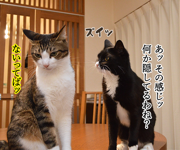 隠してなぁい？　猫の写真で４コマ漫画　２コマ目ッ