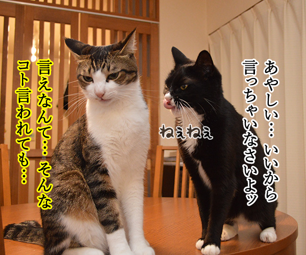 隠してなぁい？　猫の写真で４コマ漫画　３コマ目ッ