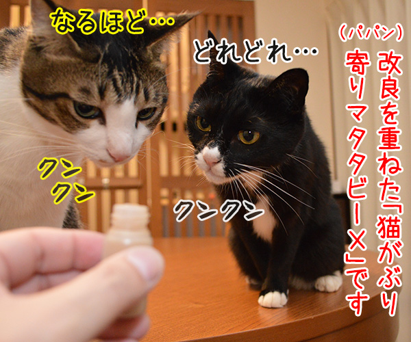 マタタビーＸ　猫の写真で４コマ漫画　２コマ目ッ