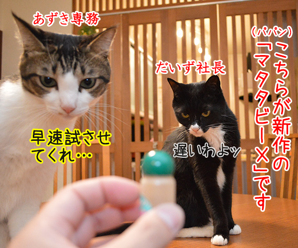 マタタビーＸ　猫の写真で４コマ漫画　１コマ目ッ