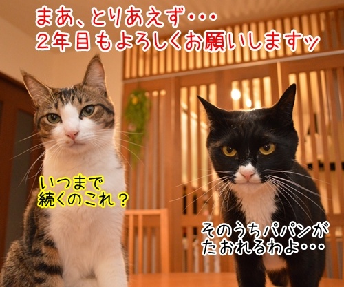 二年目のほうふ　猫の写真で４コマ漫画　４コマ目ッ