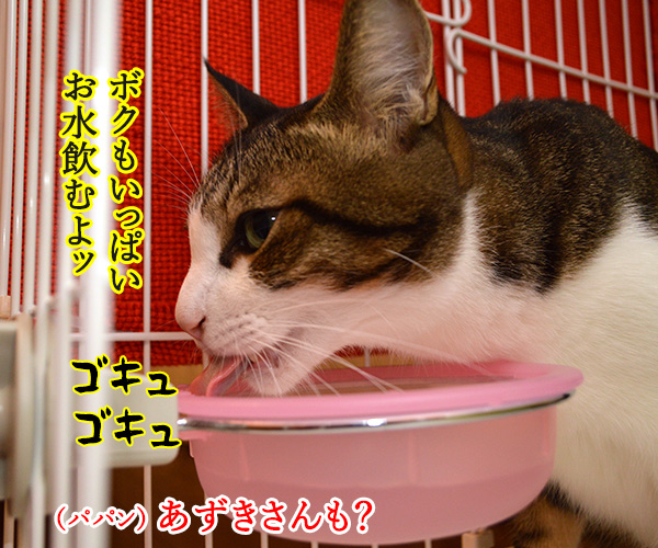 お水を飲みすぎちゃうと…　猫の写真で４コマ漫画　２コマ目ッ